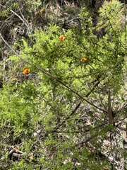 Dillwynia phylicoides