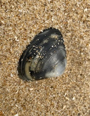 Bivalvia
