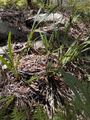Dianella tasmanica