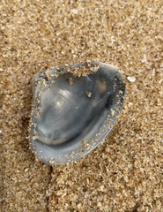 Bivalvia