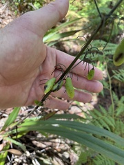 Dianella tasmanica