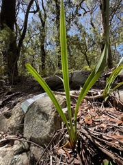 Dianella tasmanica