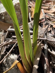 Dianella tasmanica