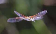 Hydrobasileus brevistylus