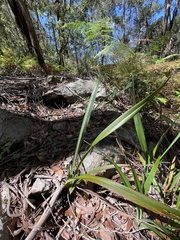 Dianella tasmanica