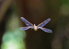 Hydrobasileus brevistylus