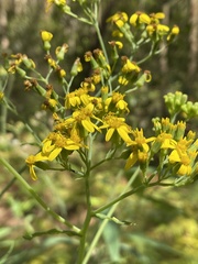 Senecio linearifolius macrodontus