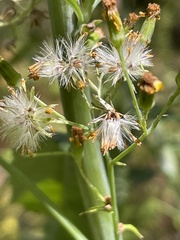 Senecio linearifolius macrodontus