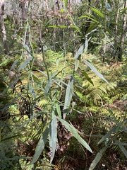 Senecio linearifolius macrodontus