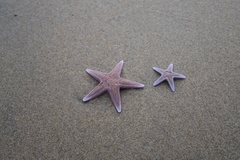 Astropecten