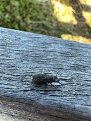 Lucanidae