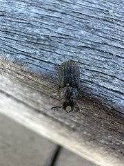 Lucanidae