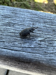 Lucanidae