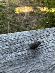 Lucanidae