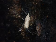 Thamnosara sublitella