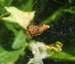 Cyrtophora exanthematica