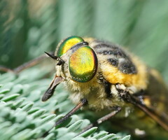 Scaptia auriflua