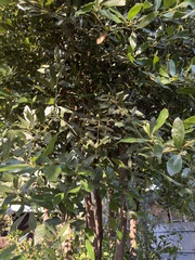 Laurus nobilis