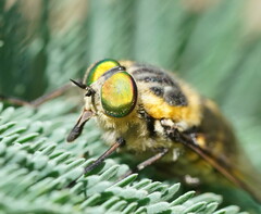Scaptia auriflua