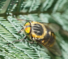 Scaptia auriflua