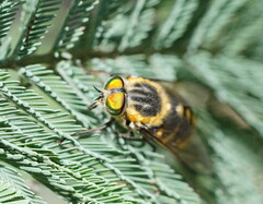 Scaptia auriflua