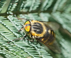 Scaptia auriflua
