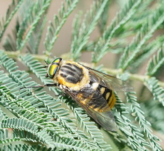 Scaptia auriflua