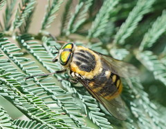Scaptia auriflua