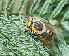 Scaptia auriflua