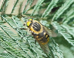 Scaptia auriflua