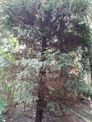Libocedrus plumosa