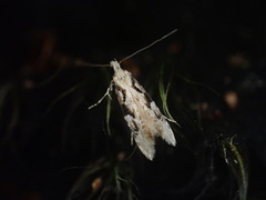 Crypsitricha mesotypa