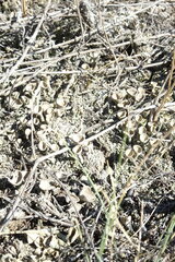 Cladonia foliacea