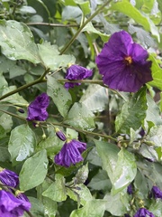 Lycianthes rantonnetii