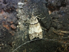 Eudonia choristis