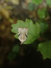 Leucotenes coprosmae