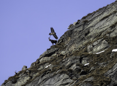 Gypaetus barbatus barbatus