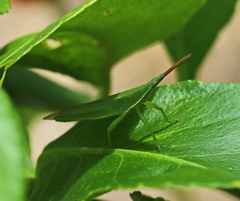 Atractomorpha australis