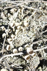 Cladonia foliacea