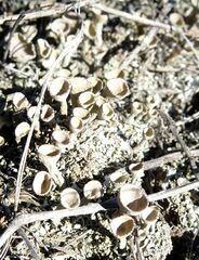 Cladonia foliacea