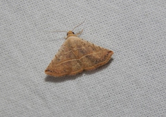 Eublemma gayneri