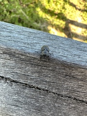 Lucanidae