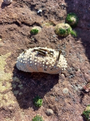 Heliocidaris