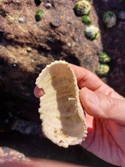 Heliocidaris