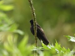 Psalidoprocne pristoptera