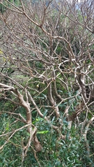 Ficus erecta beecheyana