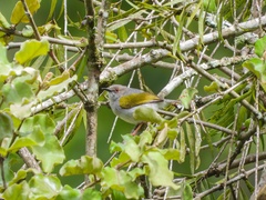Camaroptera brachyura