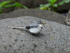 Motacilla clara