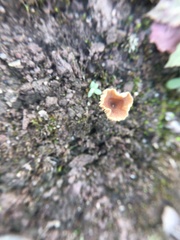 Fungi