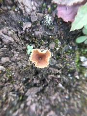 Fungi